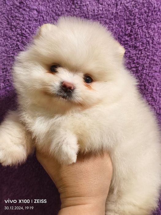 Померашки ,каспий рассрочка