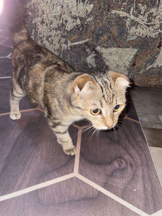 Британские веслухоте породистые 5 месяцев