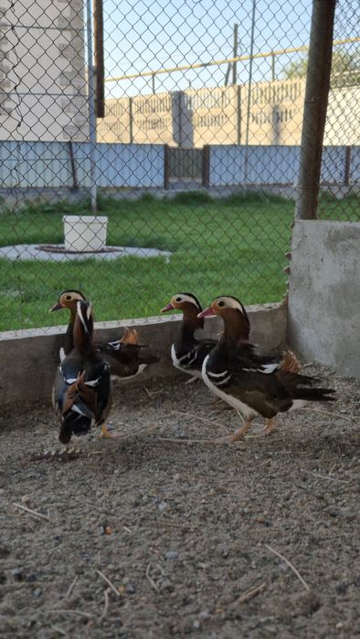 Утки мандоринки.