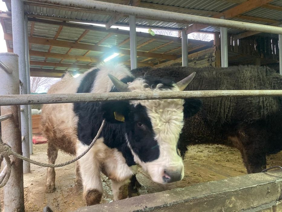 Бұқа сатылады тортеу