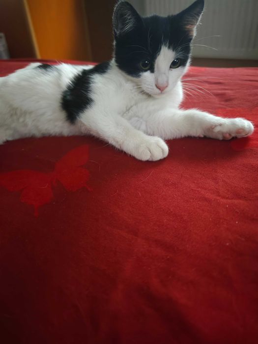 Adopție pisici 2 luni