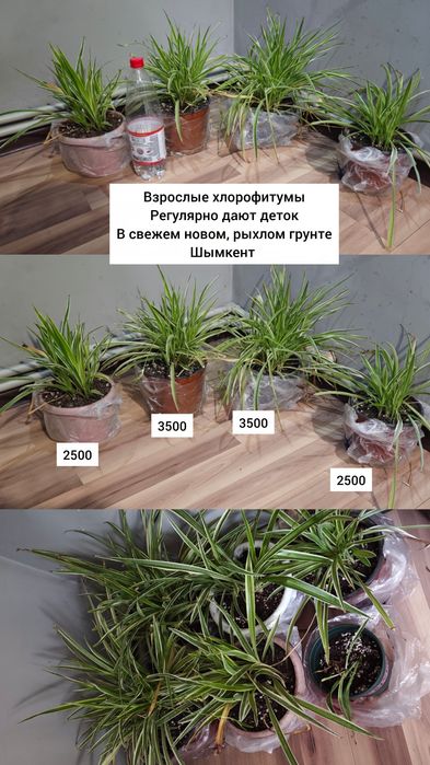 Хлорофитумы цветы