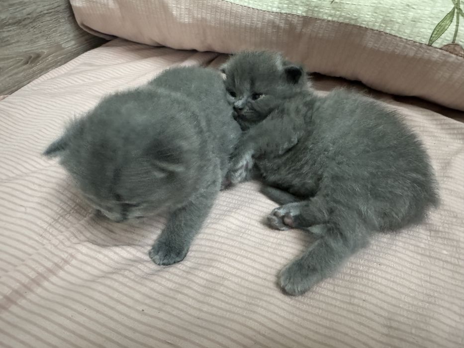 Шотлатский вислоухий кот