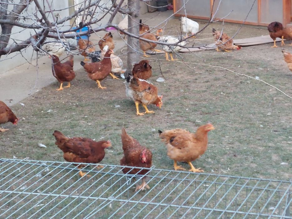 Gaini  și puicute de țară