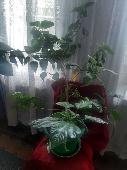 Продам цветы разные от 500 и выше