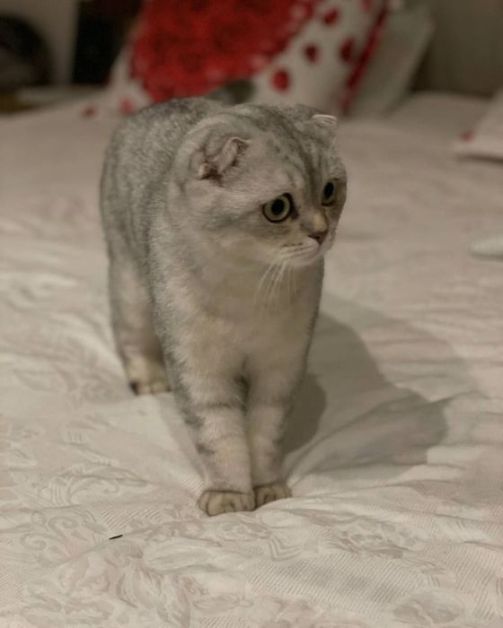 Scottish fold Sotiladi 300$