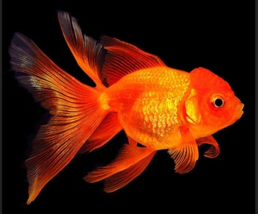 Рыбки золотые и телескоп