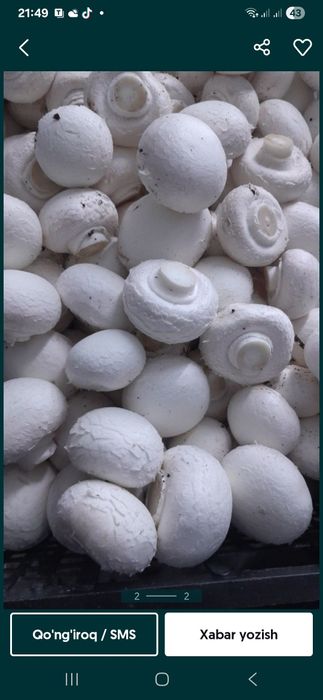 Shanpinyon qo'zuqorini