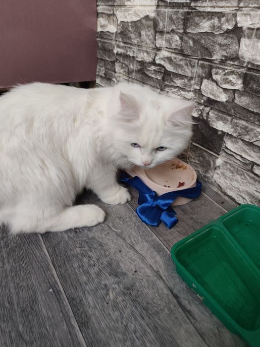 Продается кот Турецкая ангора