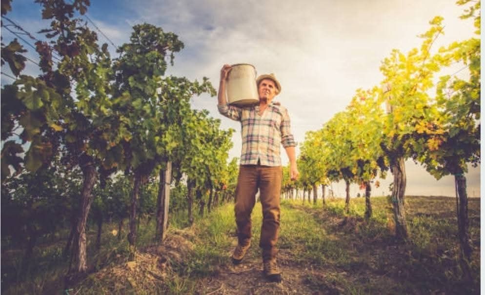 Struguri de Vin 2025