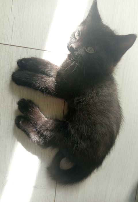 Отдадим передадим котят чёрненьких