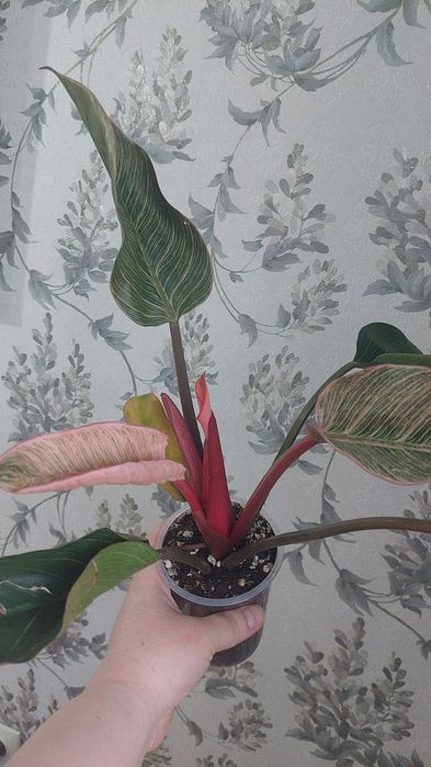 Цветы домашние продам срочно