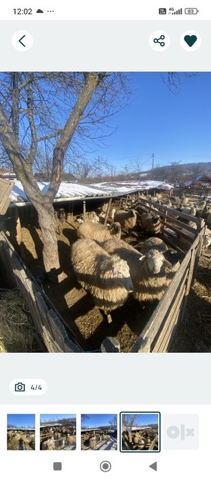 Vând 80 de oi afata