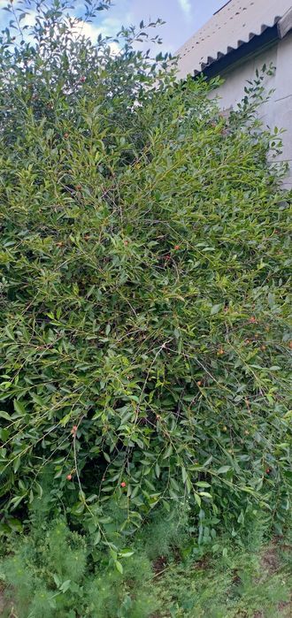 Продам дачу в Д/о Золотая осень