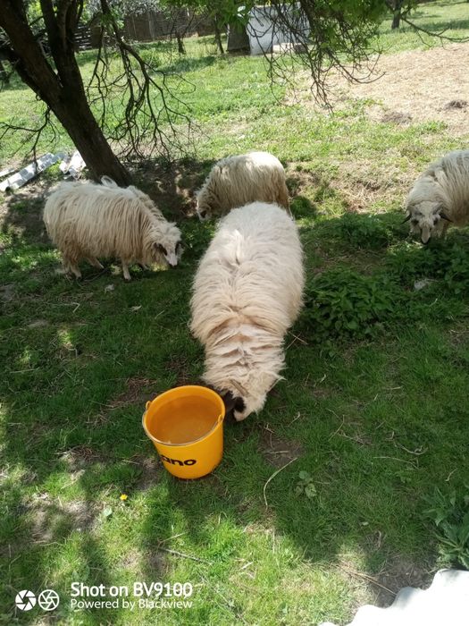 Vând 6 miele și un berbec de anul trecut