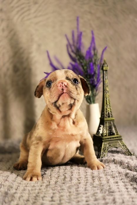 Шикарные породные бульдожки