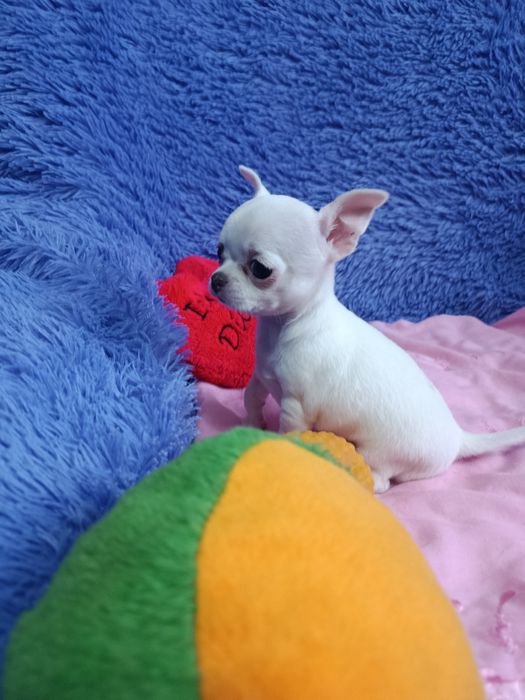 Щенок чихуахуа мини