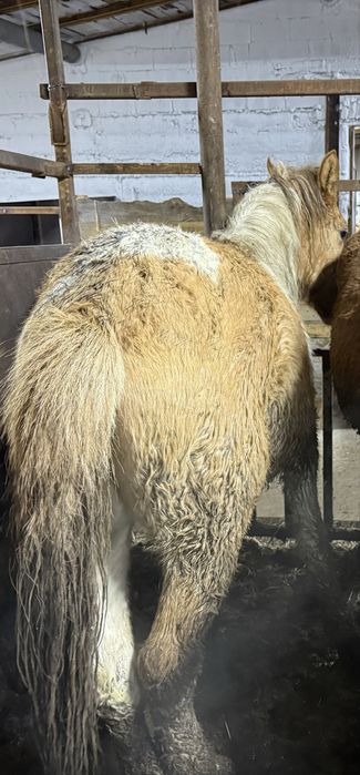 Лошади с откорма