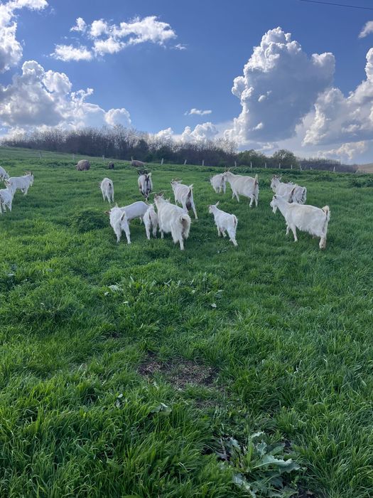 Capre cu iezi Saanen schimb cu cereale