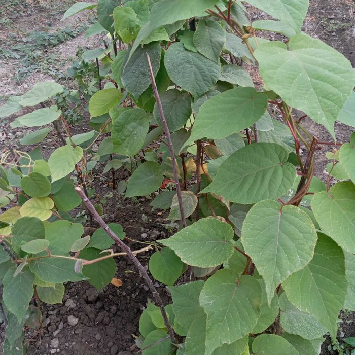 Хейворд Киви кўчатлари-Саженцы киви сорта Хейворд