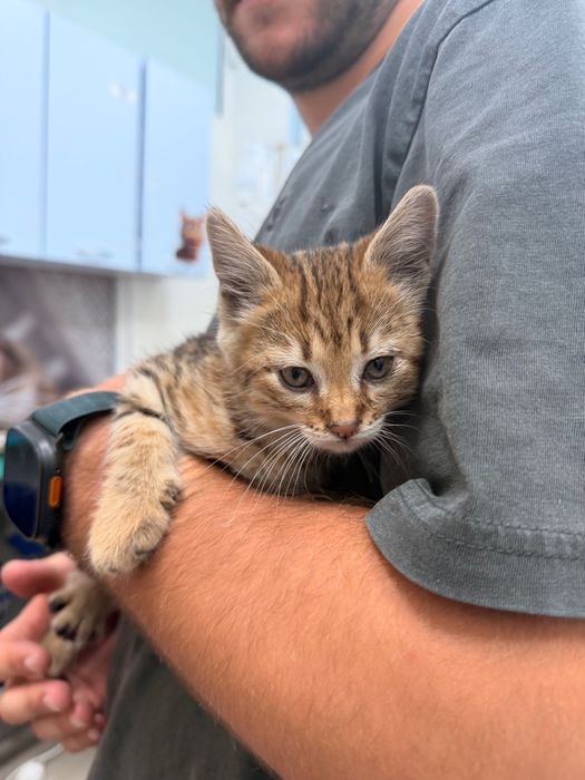 Подаряваме мъжко коте Киви
