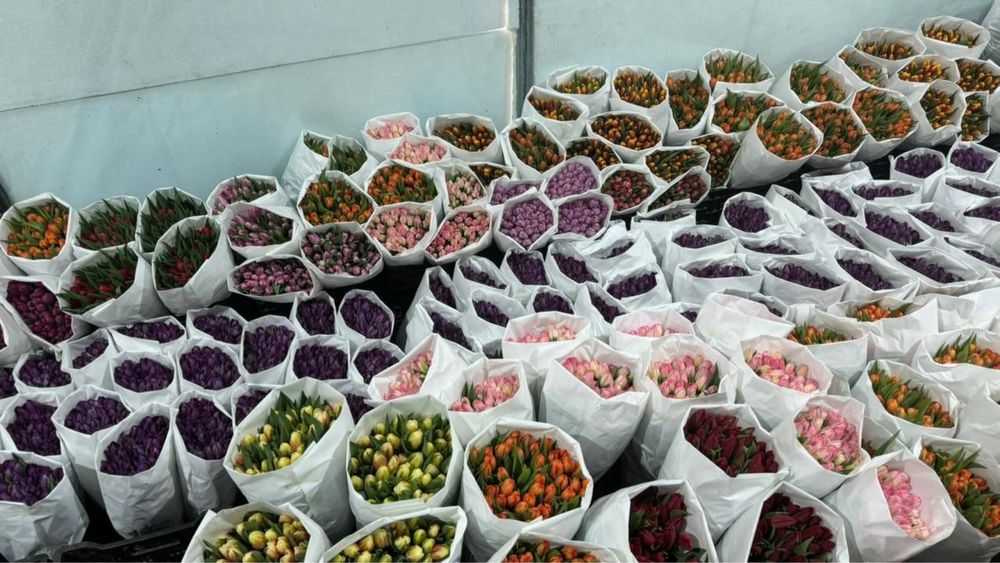 Тюльпаны премиум класса