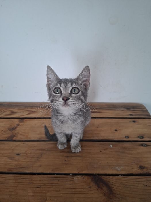 Котенок 2 месяца ..