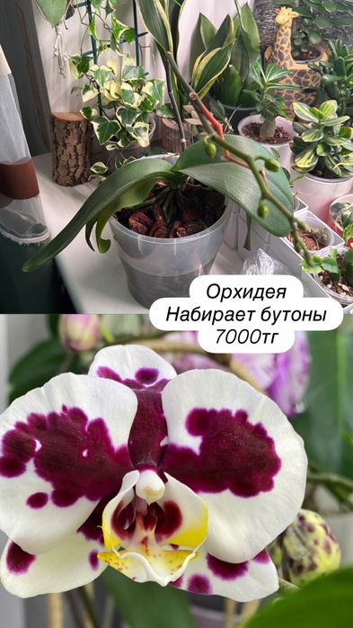 Комнатные цветы пррдам