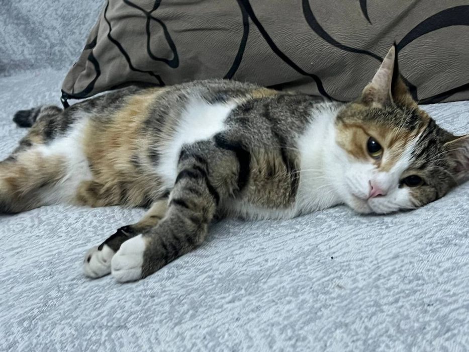 Кошка даётся бесплатно