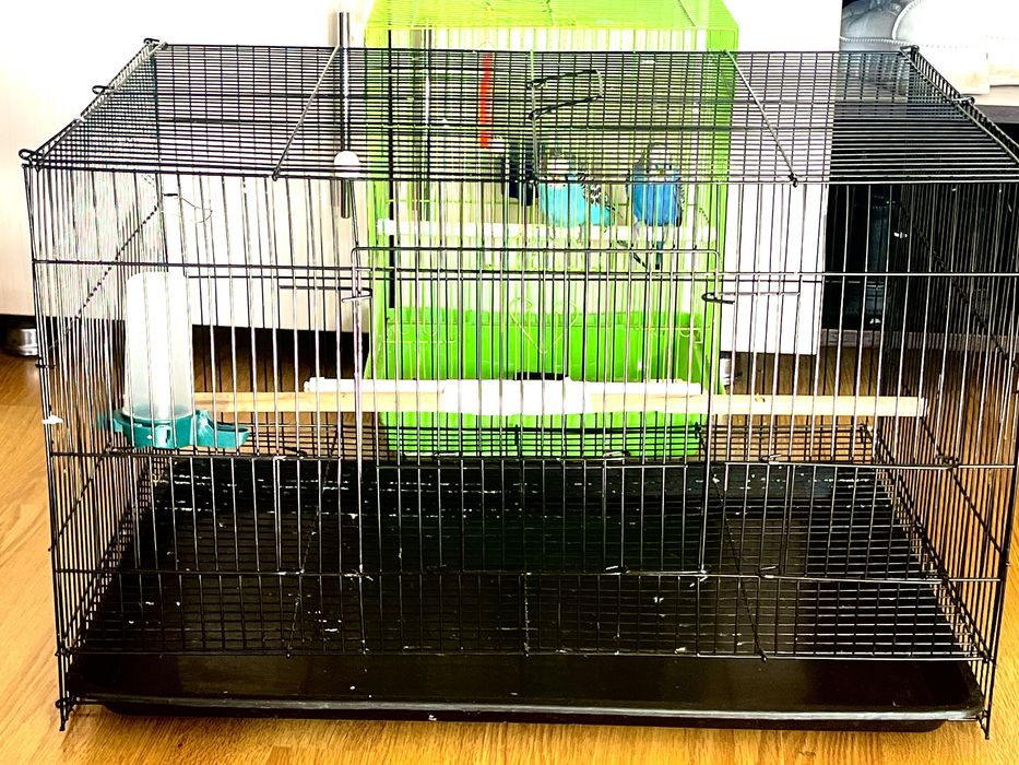 Продам попугаев