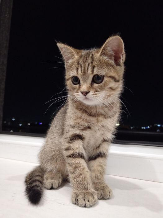Mushuklar sotiladi