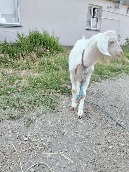 Продаётся молодой козёл