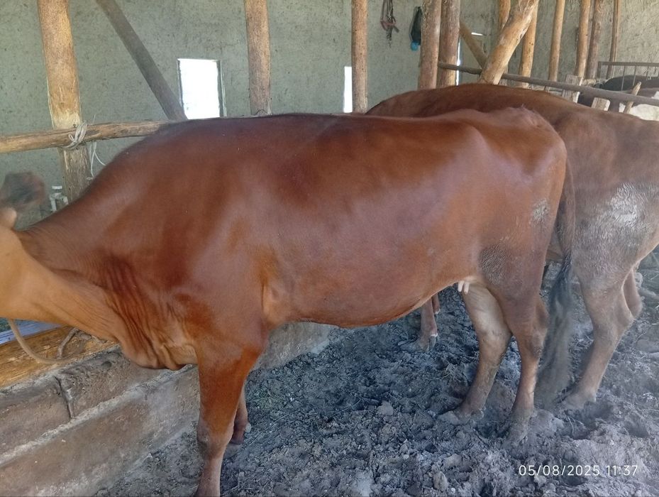 4 ta Boqilgan mol sotiladi