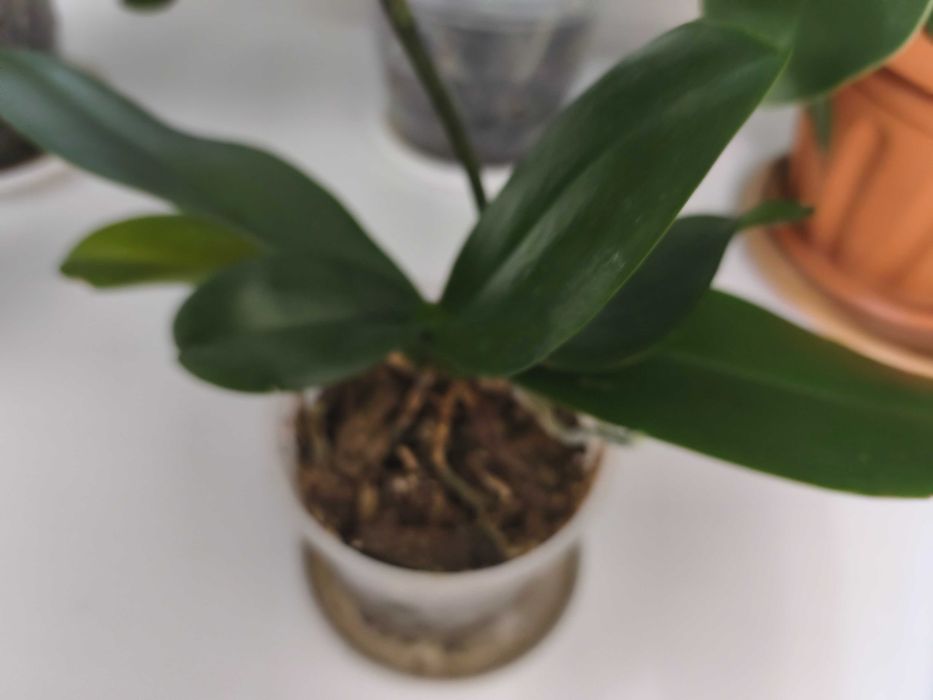 Продам орхидеи фаленопсис