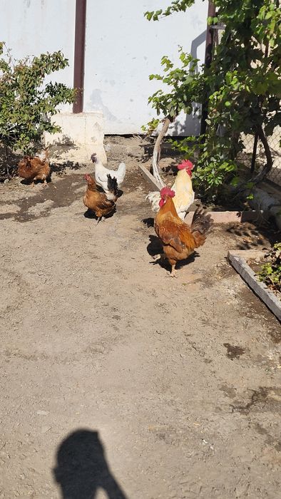 Тауық, қораз сатылады