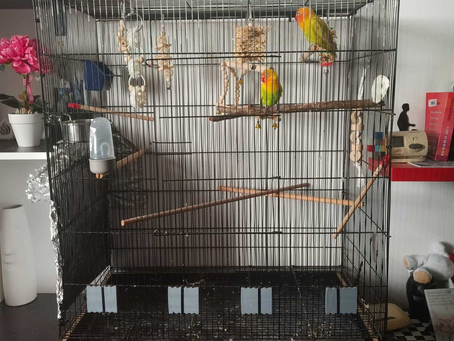 Vand pereche papagali Agapornis