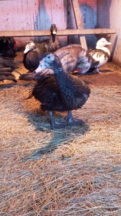 Продам индоуток разного возраста.