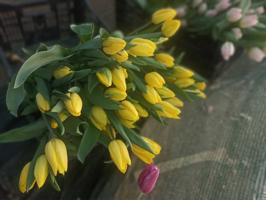 Тюльпаны оптом с алматы