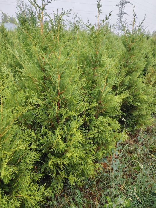 Туя Брабант, Смаракт