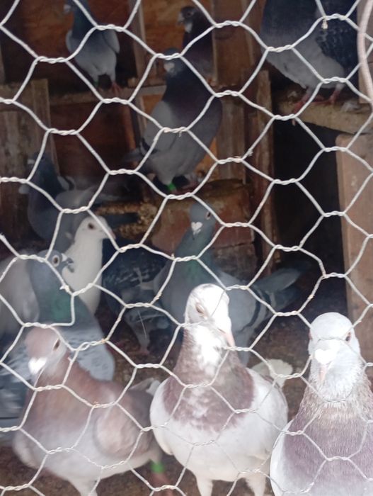 Vind porumbei voiajori la un preț bun