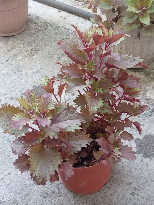 Кабинетке, үйге арналған гүл