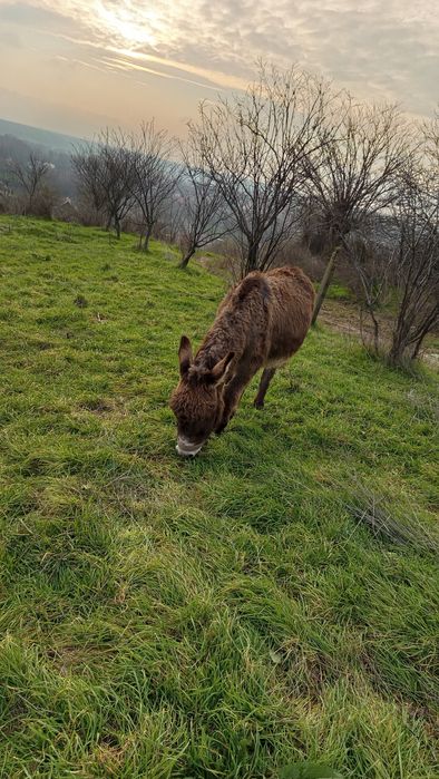 Vând măgăruș merge și în capre oi