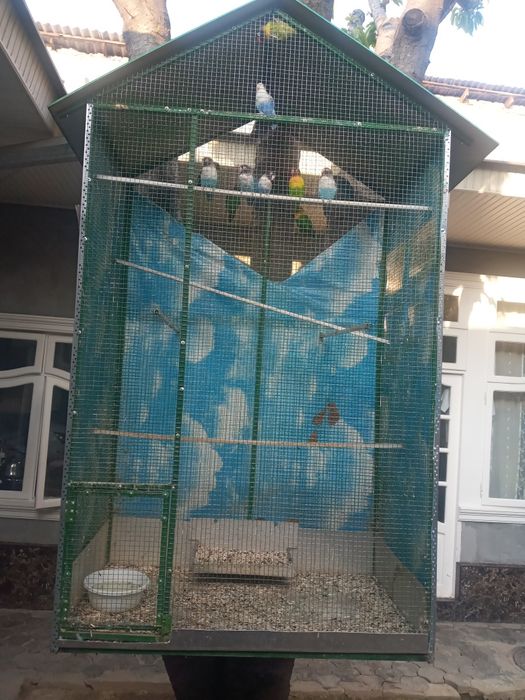 Totilar sotiladi hammasi..