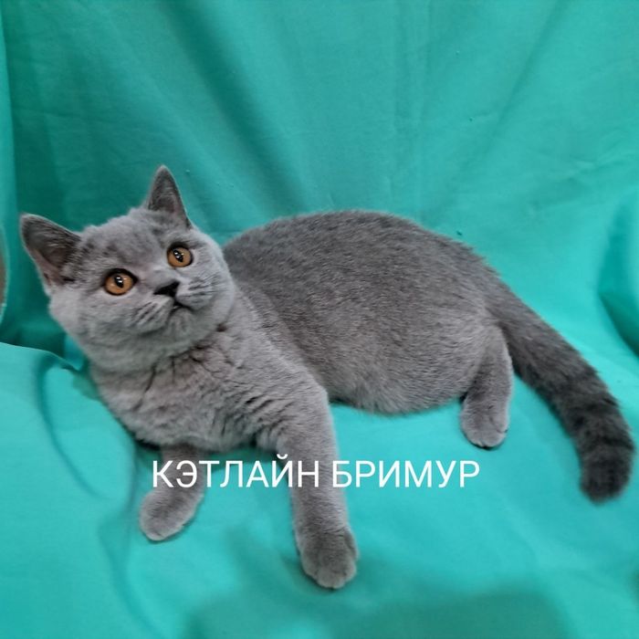 Британские котята. Пинтомник.