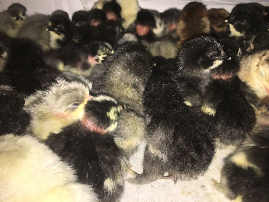 Jo'ja Домашний циплята хонадон жўжалари jo'jala сотилади оптом ва дона