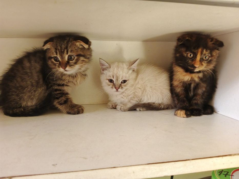 Mushuklar sotiladi skottish fold 3 oylik sogʻlom har biri alohida 100$