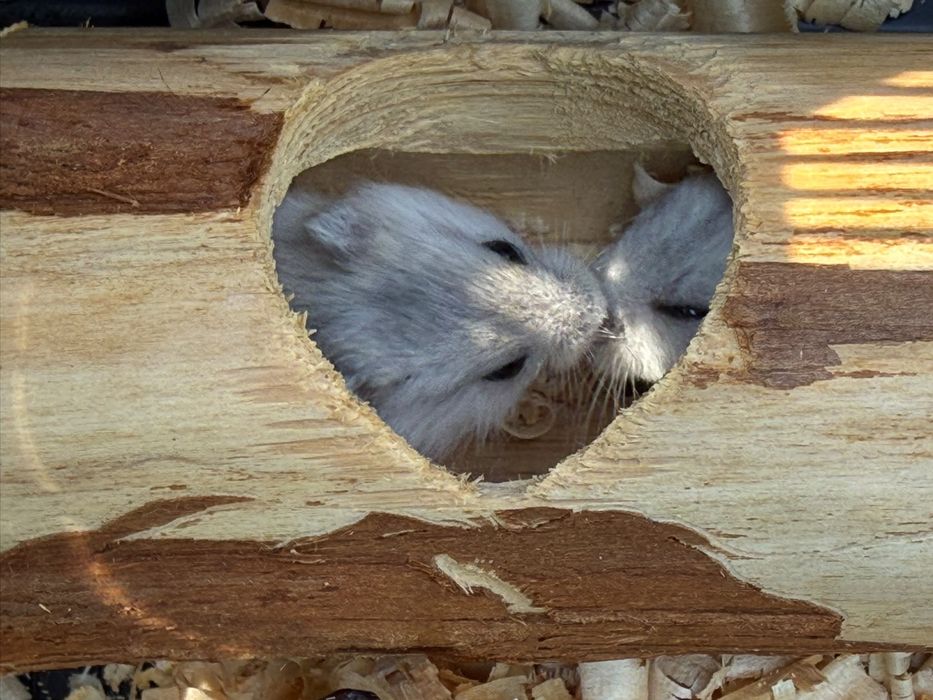 Hamster pitic siberian