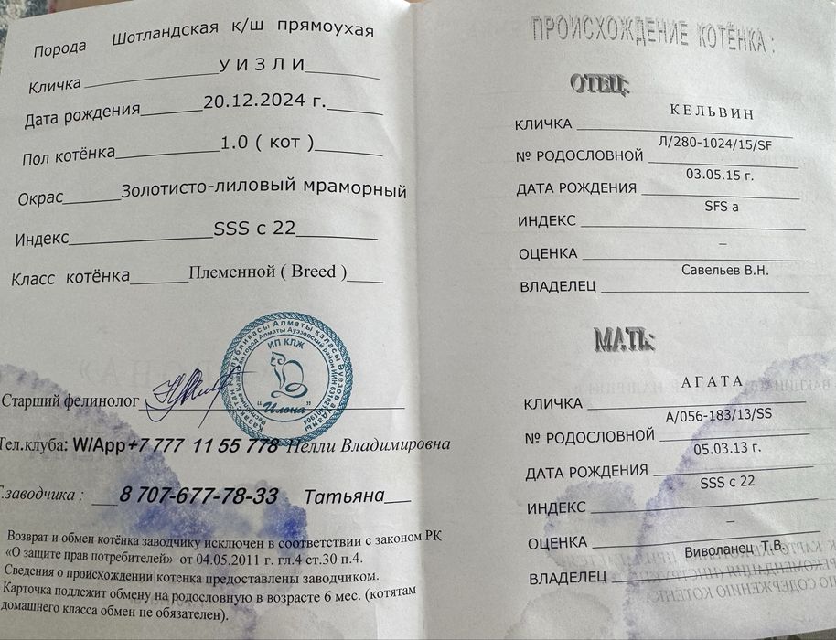 котенок 5 месяцев