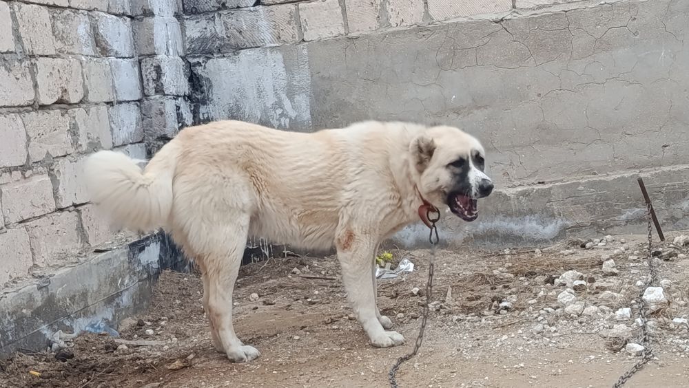 Ұрғашы күшіктер әдемі