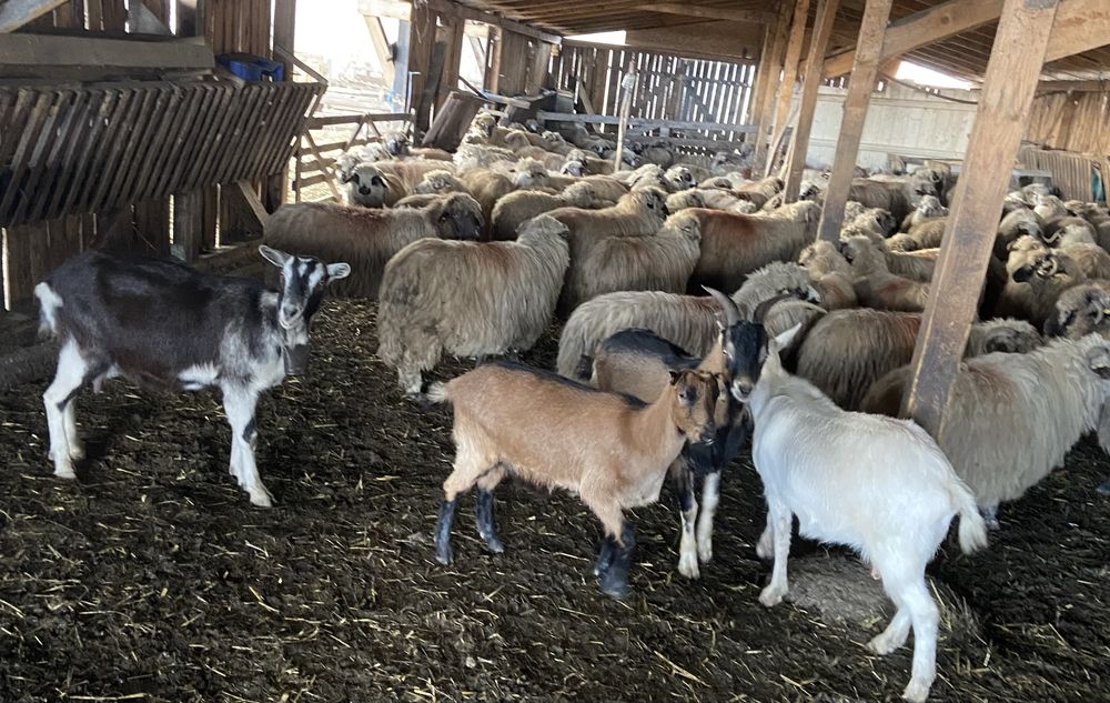 Vând capre tinere bune de lapte